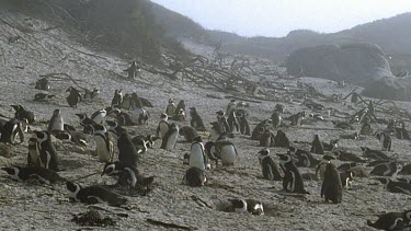Penguin colony on misty beach
