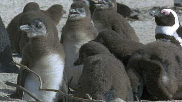 Penguin chicks in soft downy winter feathers huddle together in creche for warmth and protection.