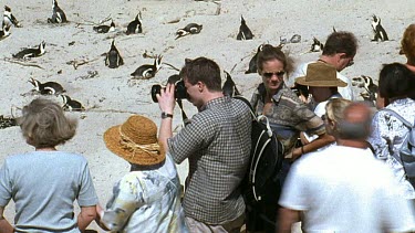 Tourists taking photos of penguins on beach