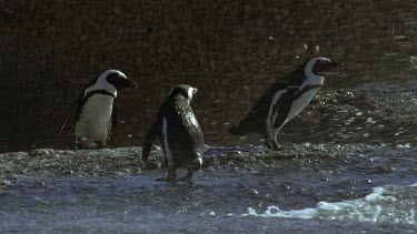 Penguins being splashed by waves.