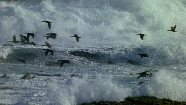 cormorants flying low over very stormy, rough seas. Waves crashing.