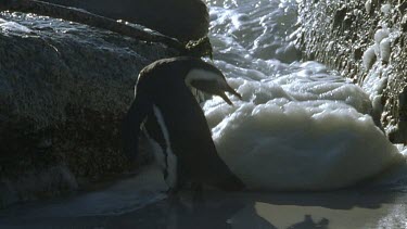 Penguin standing between two boulders is surprised when a foamy waves rolls in.