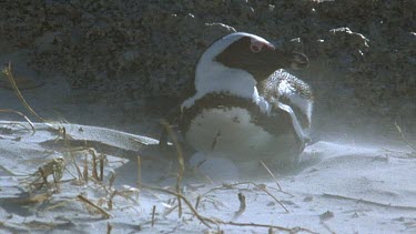 Sand storm blowing over nesting penguin
