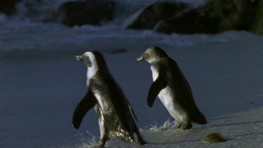 Pair of penguins dive into waves