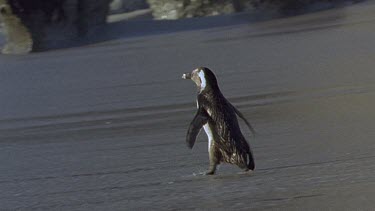 Single penguin heads for sea but changes his mind and waddles away
