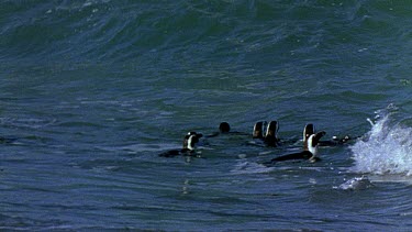 Group of penguins swimming in rough sea. Wave crashes over them.