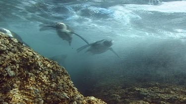Penguin swimming underwater in stormy rough sea