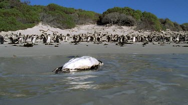 Wave washes over dead adult penguin, colony BG