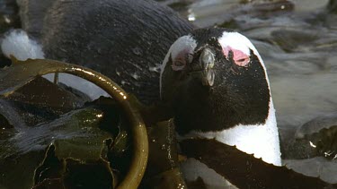 Penguin in kelp