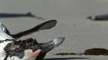 Penguin investigates dead penguin on beach