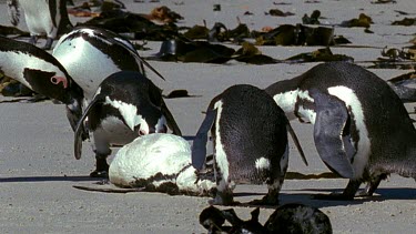Group of penguins investigate dead penguin on beach