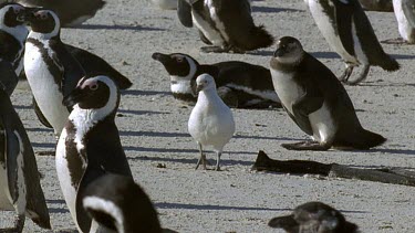 Sheathbill in penguin colony