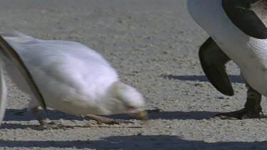 Sheathbill eating amongst penguins