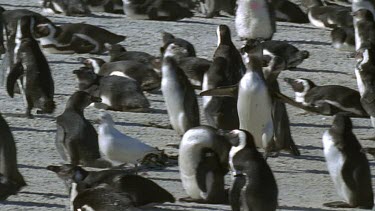 Penguin chasing sheathbill through colony