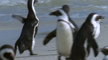 Penguin chasing sheathbill through colony