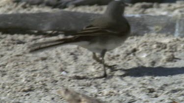 Wagtail on beach