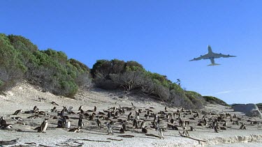 airplane flies over penguin colony on beach