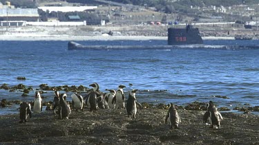 Penguins on rock with submarine in BG.