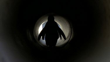 Penguins walking through storm water drain pipe