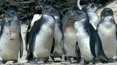 Three month old penguin chicks huddle together. Called "blues" because of bluish tinge to feathers.