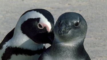 Adult penguins with three month old "blue" chick. Adults peck chick to encourage it to leave the nest.