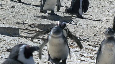 Adult penguin with three month old "blue" chick. Adult chases and pecks chick to encourage it to leave the nest.