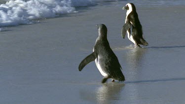 Young penguin heads to sea for first time