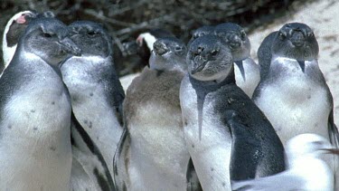 Three month old penguin chicks huddle together. Called "blues" because of bluish tinge to feathers.