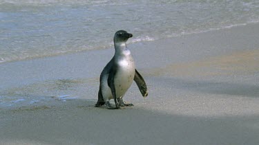 young penguin wobbles clumsily up beach