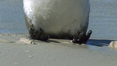 Young "blue" penguin stretching toes