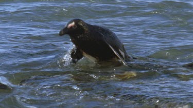 Oiled penguin waddles ashore.