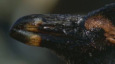 Detail of oiled penguin's face, beak, eyes.