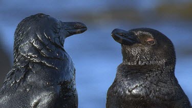 Oiled pair of penguins