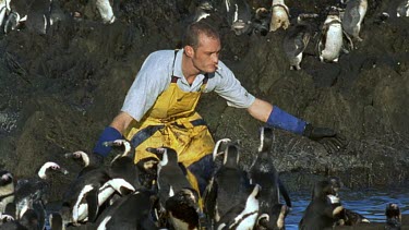Person tries to round up oiled penguins