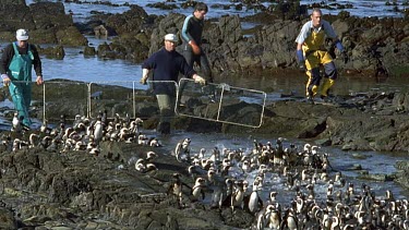 Rescuers rounding up oiled penguins