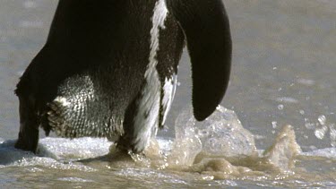 CU penguin legs run into sea legs