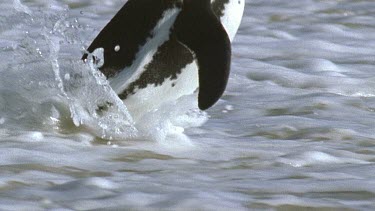 CU penguins running and diving into sea with a splash