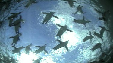 Low angle. Underwater penguins swimming, one comes to investigate camera.
