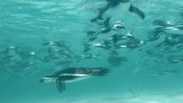 Underwater. Penguins swimming and diving playfully.
