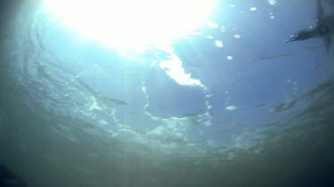 Underwater. Lone penguin swims fast