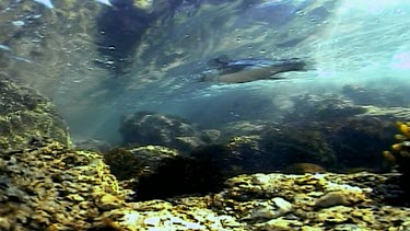 Underwater. Lone penguin swims fast