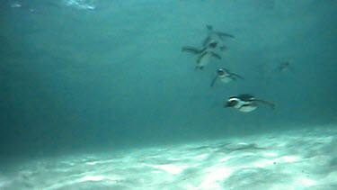 Underwater. Penguins swimming fast through the water