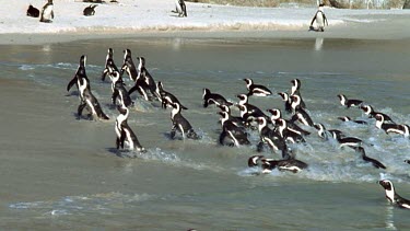 Penguins arrive at beach