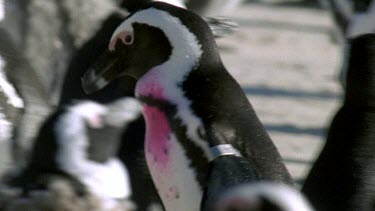 Penguin with spray paint and id tag on wing, waddles through colony. Paint and Tag identify bird as having been cleaned up after recent oil spill.