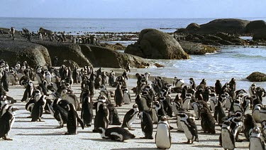 Penguin colony ob beach and boulders
