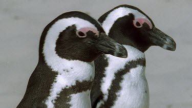 Two penguins waddling close together