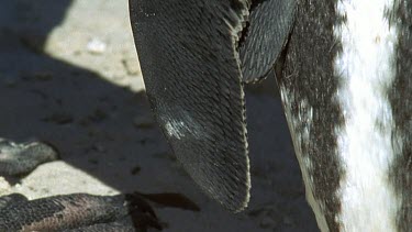 Two penguins holding flippers as if holding hands