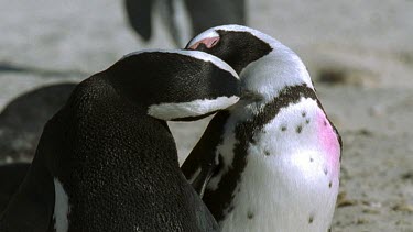 Penguins preening each other as if kissing