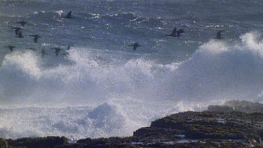 Cormorants flying over sea