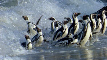 Penguins coming ashore through crashing waves